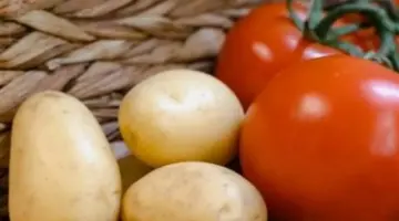 وفرة المعروض تضبط الأسواق: جولة في أسواق الإسماعيلية لرصد أسعار الطماطم والبطاطس